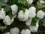 Magníficas hortensias blancas