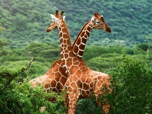 Postal: Dos jirafas cariñosas en un verde prado