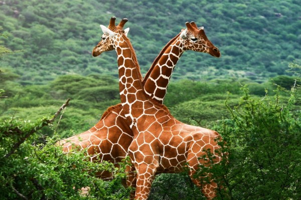 Dos jirafas cariñosas en un verde prado