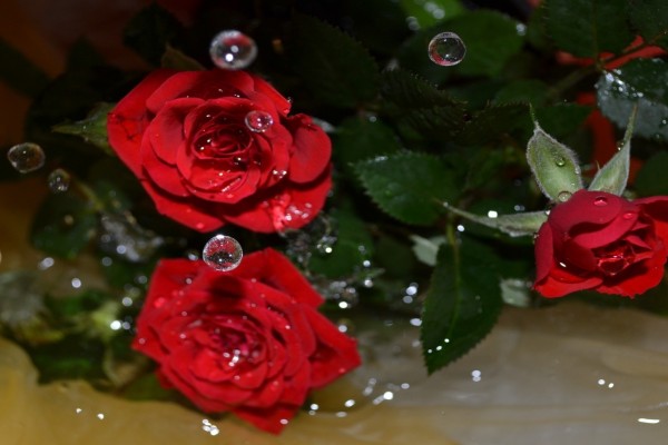 Gotas de agua sobre unas rosas rojas