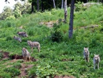 Manada de lobos grises en Canadá