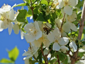 Postal: Abeja en un árbol con flores blancas