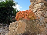 Plantas junto a una pared de piedra