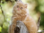 Gatito sobre un tronco
