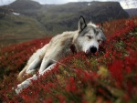Perro descansando entre las flores