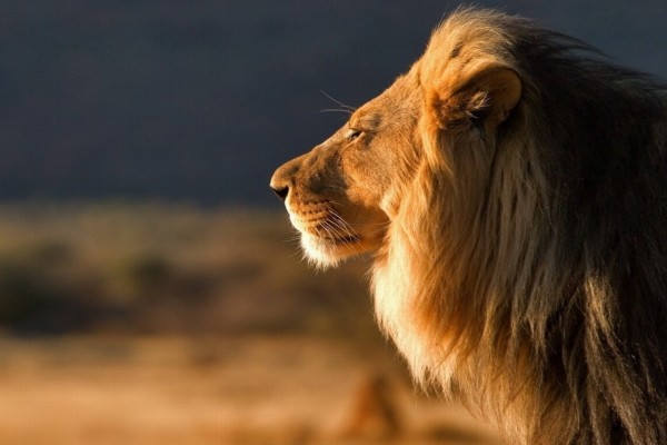 León en un momento de reflexión