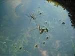 Grandes insectos en la superficie del agua
