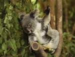 Koala levantando un dedo