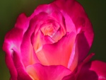 Una bella rosa fucsia