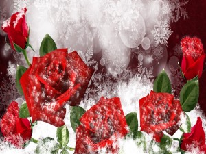Maravillosas rosas rojas y copos de nieve