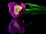 La belleza de un tulipán