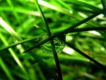 Gota de agua entre varias briznas de hierba