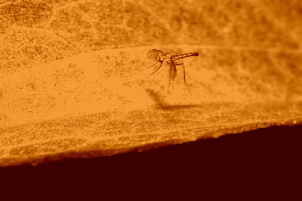 Mosquito en una imagen color sepia