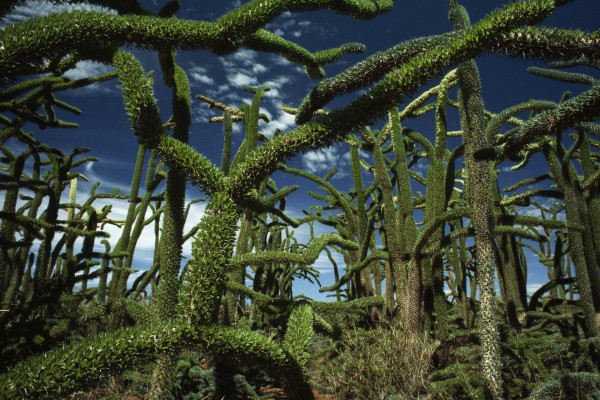Árboles pulpo en Madagascar
