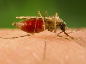 Mosquito picando a un humano
