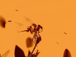 Imagen de una libélula