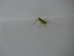 Insecto verde con largas antenas