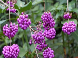 Bayas de color lila en la planta