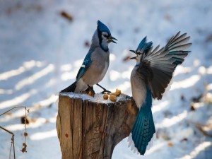 Dos pájaros enojados por la comida