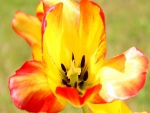 Pétalos de un majestuoso tulipán