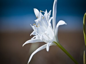 Postal: Un magnífico lirio blanco