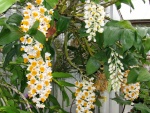 Sorprendentes orquídeas en la planta