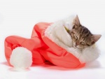 Gatito dormido dentro de un gorro de Papá Noel