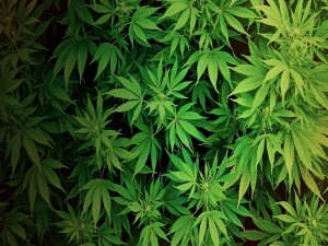 Postal: Planta cannabis sativa