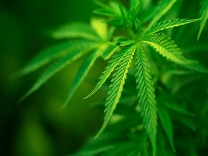 Hojas de cannabis sativa
