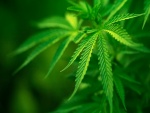 Hojas de cannabis sativa