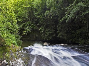 La corriente de un río entre árboles