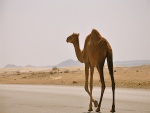Camello caminando por una carretera