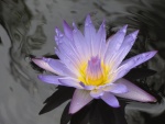Bonita flor en la superficie del agua