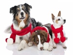 Tres perros con bufandas rojas