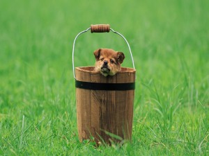 Postal: Perrito dentro de un cubo de madera