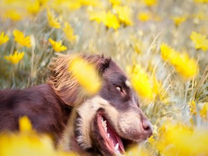 Un perro descansando entre las flores