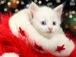 Gatito blanco entre la decoración roja de Navidad