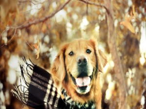 Postal: Un perro con bufanda en otoño