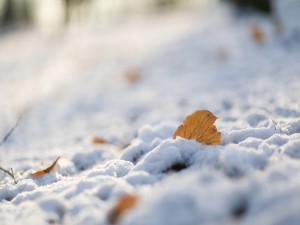 Postal: Hojas otoñales sobre la nieve