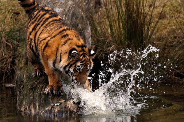 Un joven tigre jugando con el agua