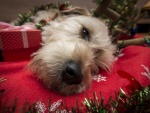 Perro descansando entre adornos navideños