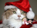 Un precioso gato con adornos de Navidad