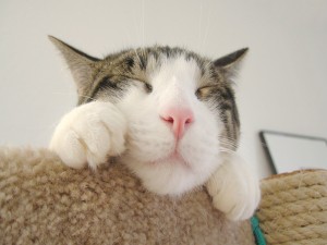 Postal: Un tierno gato con sueño