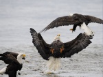 Águilas calvas peleando sobre el agua