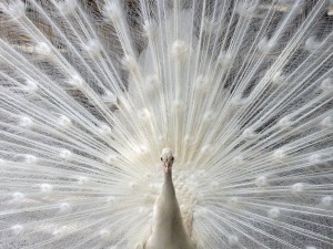 Un hermoso pavo real blanco