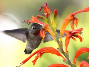 Postal: Un colibrí libando el néctar de una flor