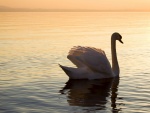 Cisne en el lago Constanza, Alemania
