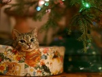 Un gato descansando junto al árbol de Navidad