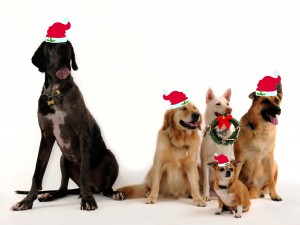 Perros navideños
