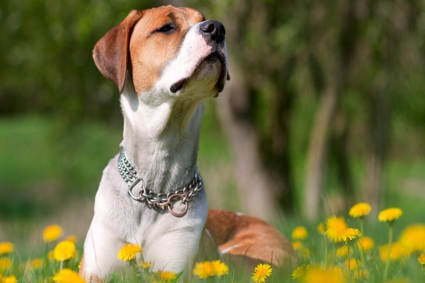 Un perro olfateando las flores